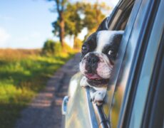 Alquiler de coches para residentes sin carné de conducir local: descubre tus opciones
